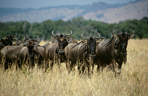 Blue Wildebeest antelope in Southern African Kalahari savannah