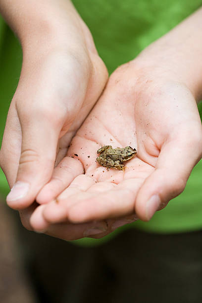 enfant tenant une minuscule grenouille - frog animal little boys child photos et images de collection