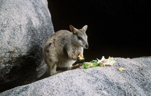 beautiful Australian animals, scenic, background, texture, scene, effect,