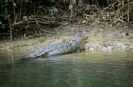 Crocodile farm in Thailand