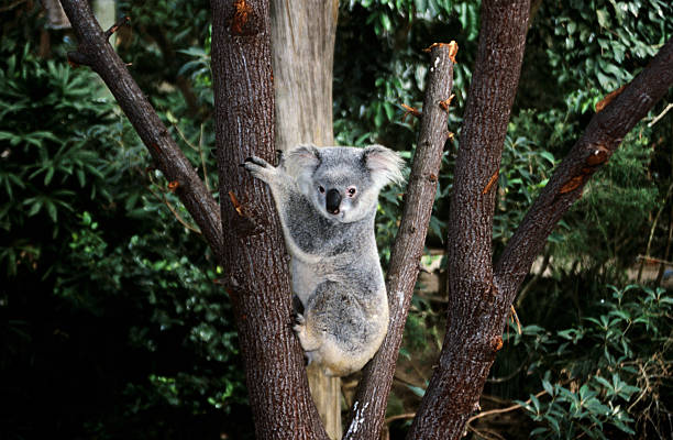 koalabär klettern einen baum - koala stock-fotos und bilder
