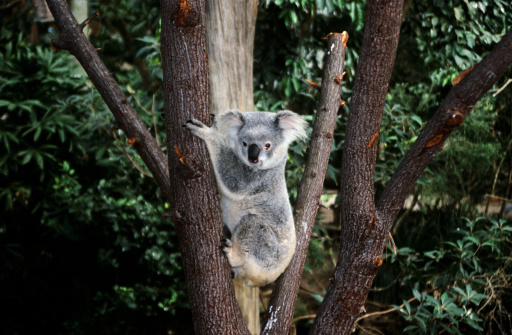 Closeup of a cuddly koala, perched on eucalyptus branches.
