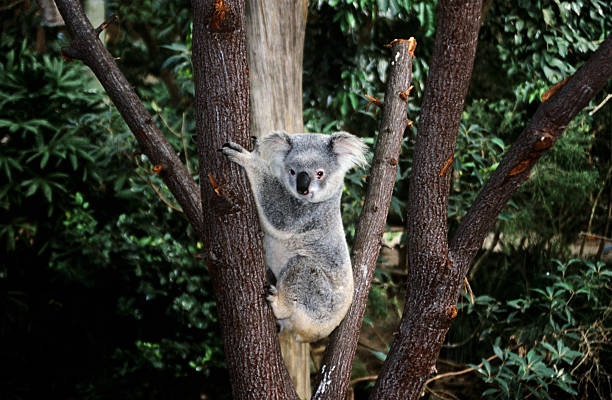 koala w drzewo niedźwiedzia wspinającego - marsupial zdjęcia i obrazy z banku zdjęć