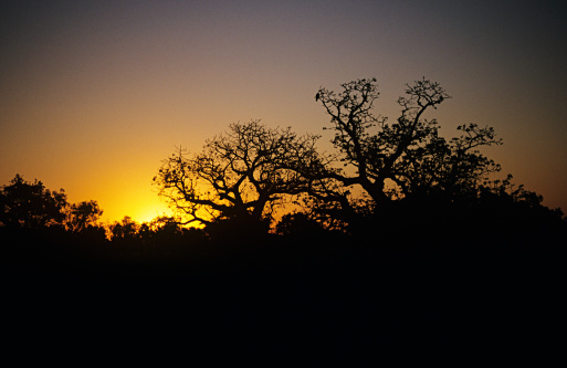 in autumn, a very colorful sunset behind leafless tree silhouette in the limousine countryside