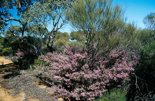 Lesueur National Park is one of the most significant reserves for flora conservation in Western Australia. Several species cannot be found anywhere else in the world and have been included on an endangered list. The National Park is also home to more than 100 species of birds that rely on the flora for their survival.