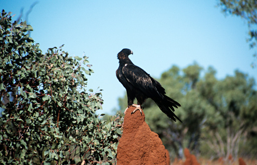 Black raven in the Grand Canyon