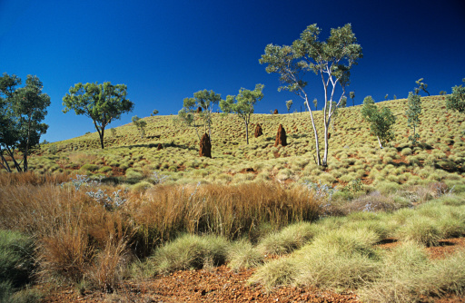 Panoramic view of trees, grasses, granite boulders and hills in the rugged landscape of World Heritage listed Dangar's Gorge on the western edge of the Oxley Wild Rivers National Park in the New England High country near Armidale NSW