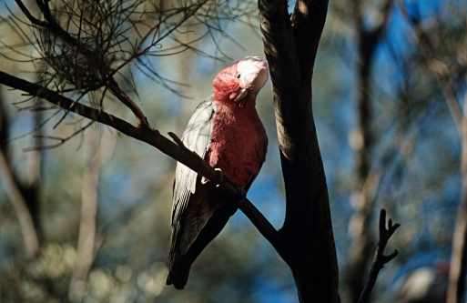 Galah parrot bird sitting in a garden in Australia
