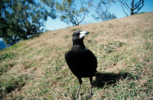 The Australian magpie (Gymnorhina tibicen) is a black and white passerine bird. Pictured here is the western subspecies,   (Cracticus tibicen dorsalis), which occurs in the south-west of Australia.