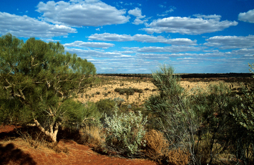 Black Box woodland in the Riverina Country