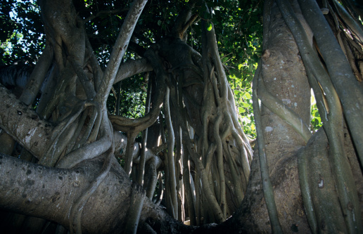 Roots on a fig ficus tree in a forest