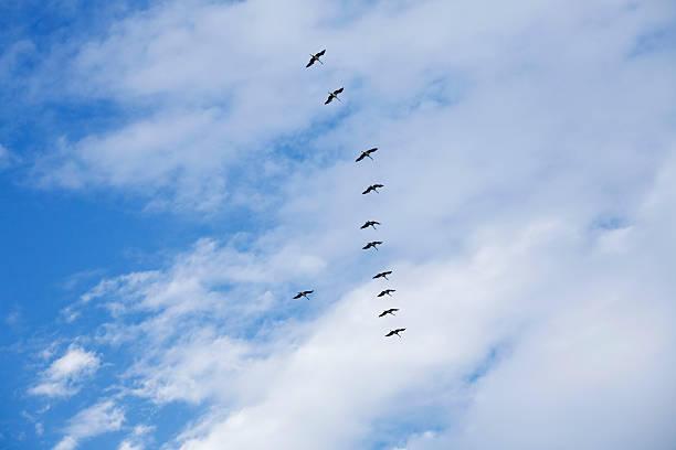 The scenic views of flying birds