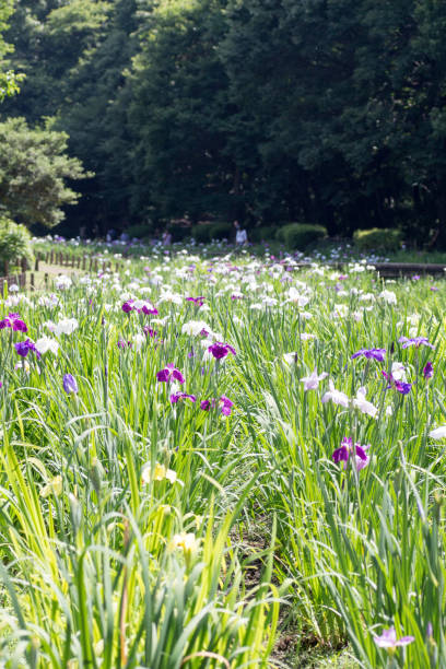 istock Landscape of Iris garden 800000192