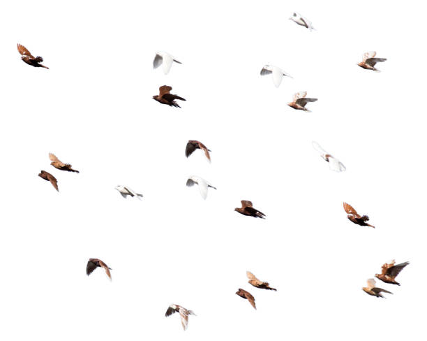 istock flock of pigeons on a white background 800011494