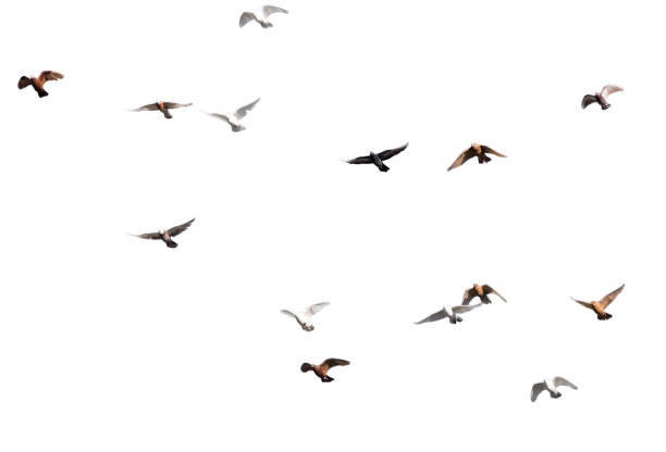 istock flock of pigeons on a white background 800011738