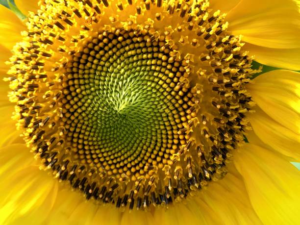 istock Close-Up of Sunflower with Green Core 800030074
