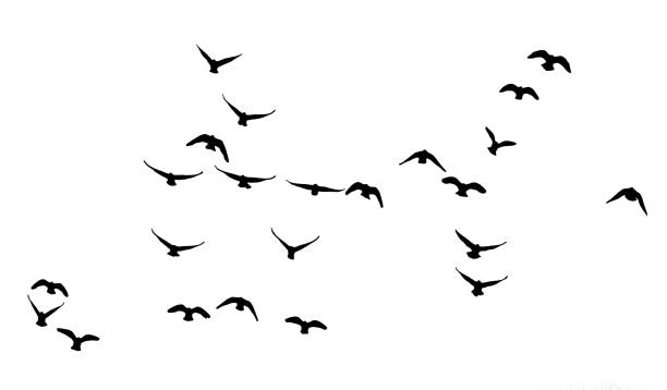 istock flock of pigeons on a white background 800105580