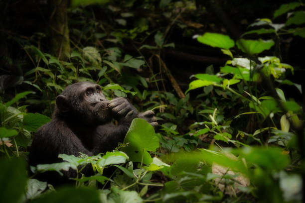 wilde schimpansen sitzen in einer kontemplativen pose im kibale nationalpark, uganda. - schimpansen stock-fotos und bilder