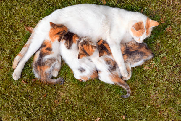 Cat with her kittens stock photo