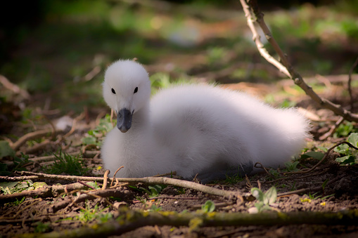 Baby swan. Beautiful cygnet. Fluffy cute black-necked swan (Cygnus melancoryphus) chick. Soft feel pure nature image.