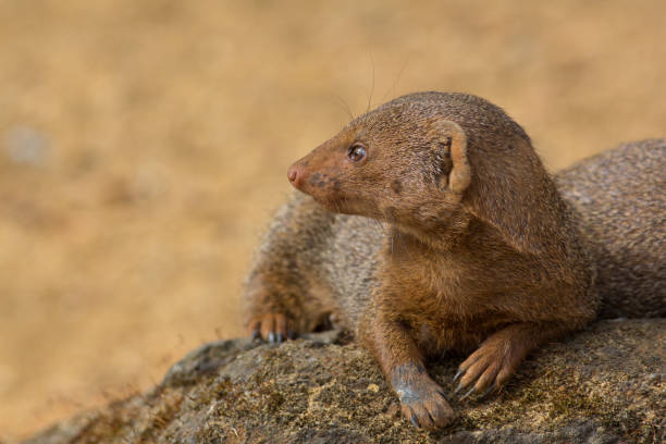istock Dwarf mongoose in close up with copy space. Cute wild animal in profile. 800269360