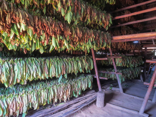 istock Tabacco Production in Vinales, Cuba 800287286