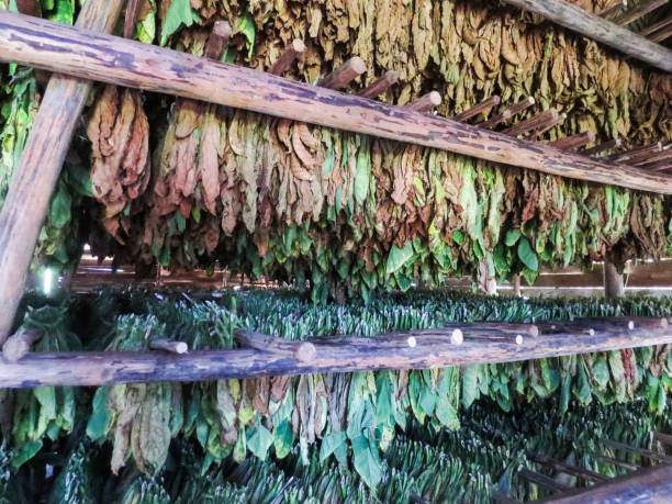 istock Tabacco Production in Vinales, Cuba 800287348