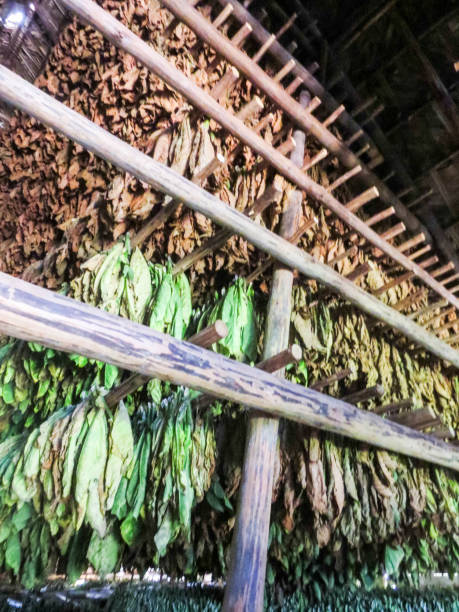 istock Tabacco Production in Vinales, Cuba 800287390
