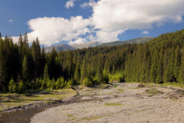 istock Summer landscape in the Carpathian Mountains 800287478