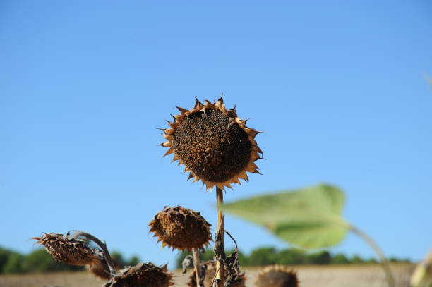 istock Sunflowers in Spain 800289776