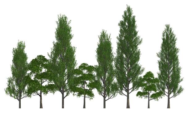 istock Trees in a row isolated on white 3d illustration 800290456