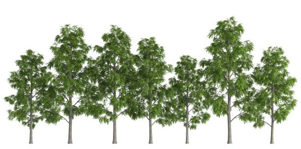 istock Trees in a row isolated on white 3d illustration 800290670