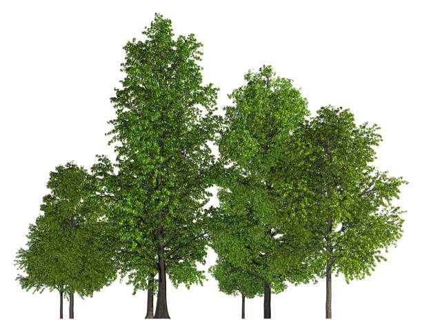 istock Trees in a row isolated on white 3d illustration 800292994