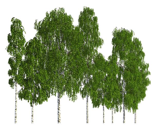 istock Trees in a row isolated on white 3d illustration 800293020