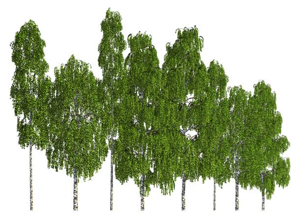 istock Trees in a row isolated on white 3d illustration 800293102