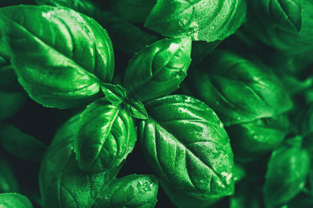istock Closeup of tasty beautiful basil. Selective Focus. 800297246