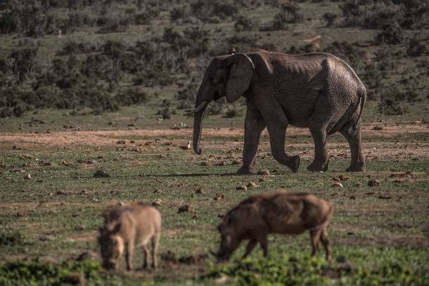 istock Elephant, Addo Elephant National Park, South Africa 800299696