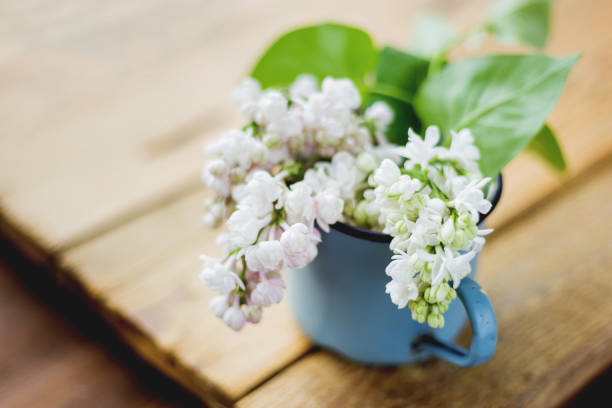 istock Lilac (Syringa) flowers in old rusty mug. Spring background with white and violet flowers in rustic cup on wooden table. 800300574