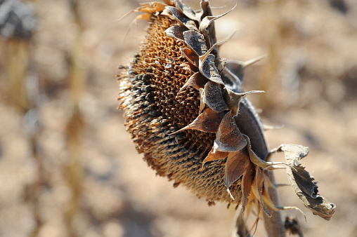 Close up of dry sunflowers in autumn.