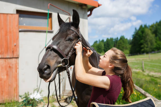 istock The rider saddles a horse 800309972