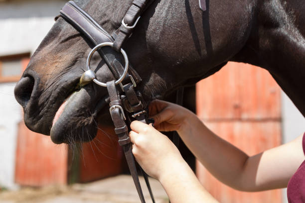 istock The rider saddles a horse 800309974