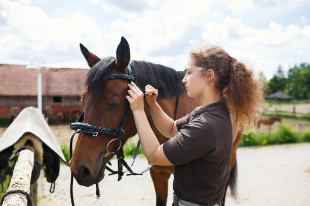 istock The rider saddles a horse 800309984