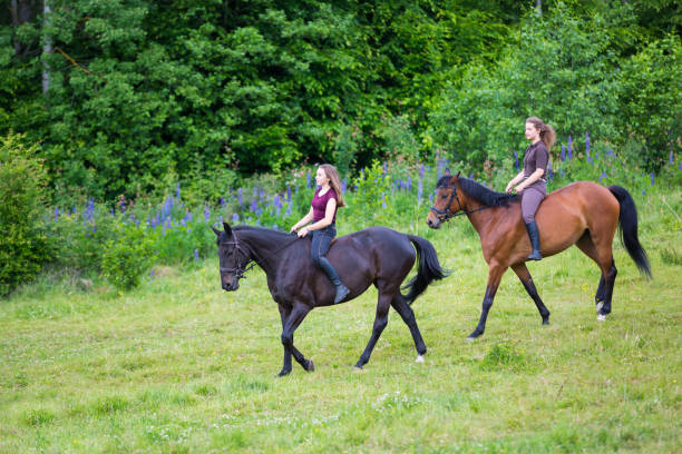 istock Riding horses in the woods 800309998