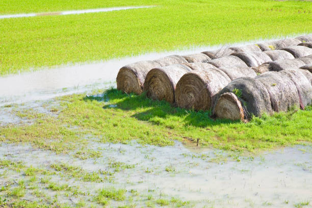 istock Flooded fields with wet hay bales after torrential rain 800310214