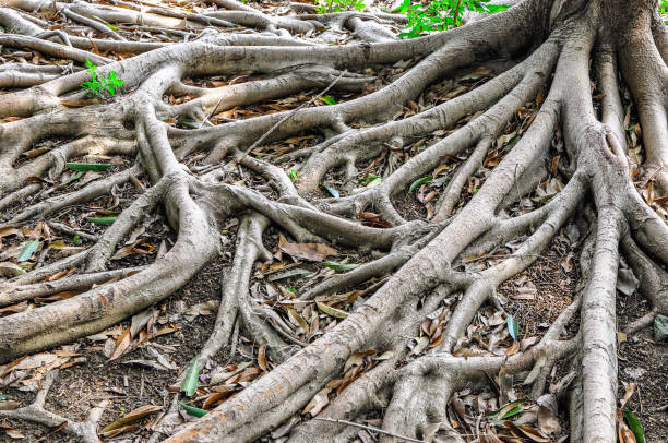 istock The roots of big tree as backgorunds 800313958