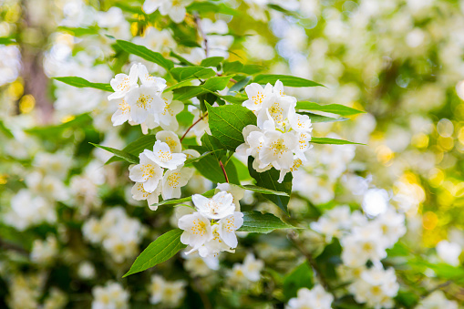 Chubushnik, or Jasmine garden bloom in the Park. Flowering Bush. White flowers on the tree.