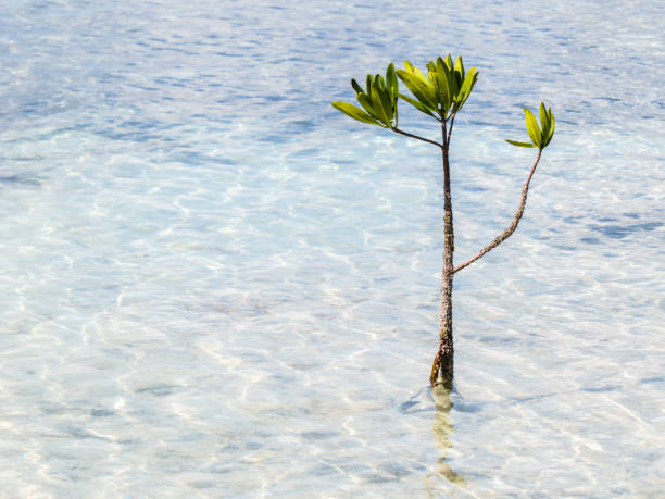 istock Beach mangroves in Cuba 800327442