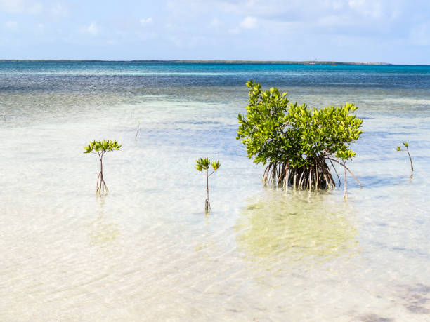 istock Beach mangroves in Cuba 800327532
