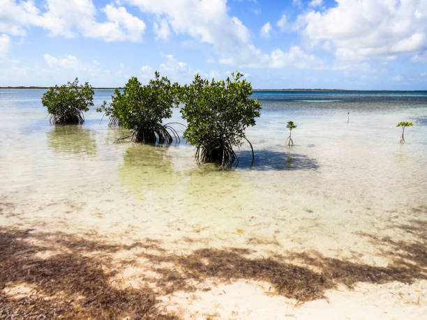 istock Beach mangroves in Cuba 800327546