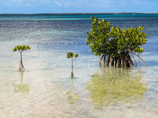 istock Beach mangroves in Cuba 800327600